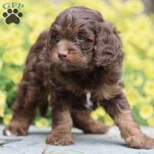 Princess, Cavapoo Puppy